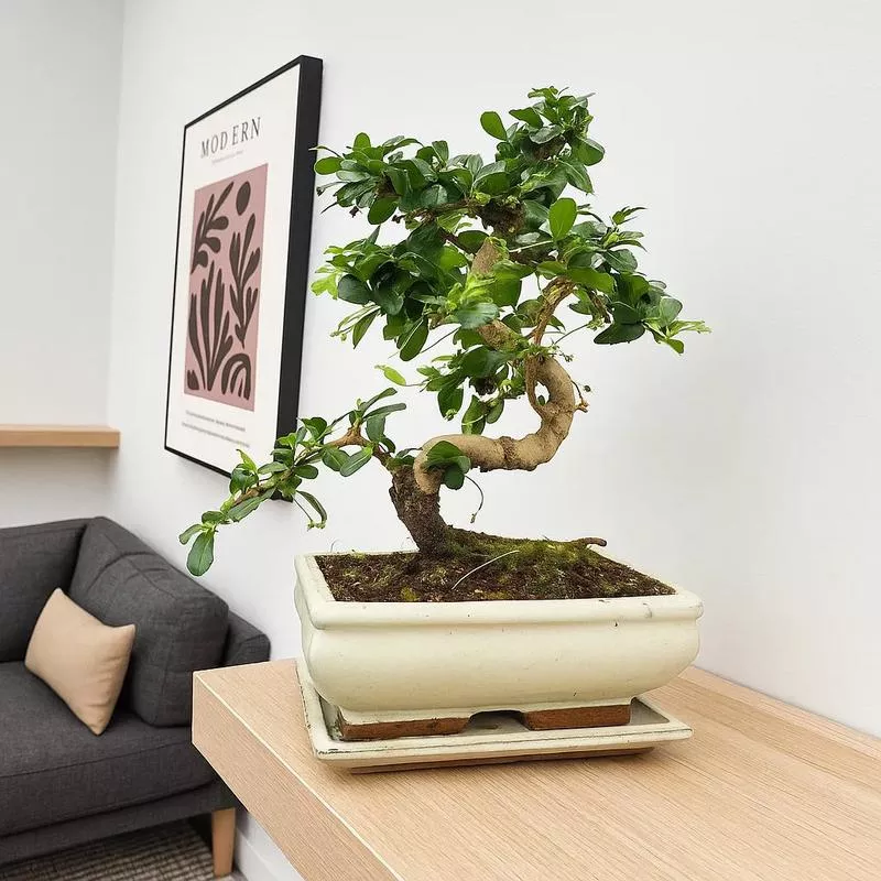 25-35cm-ficus-carmona-retusa-bonsai-tree-in-pot-15cm-ceramic-pot-house-plant 25 - 35cm Ficus Carmona Retusa Bonsai Tree in pot 15cm Ceramic Pot House Plant