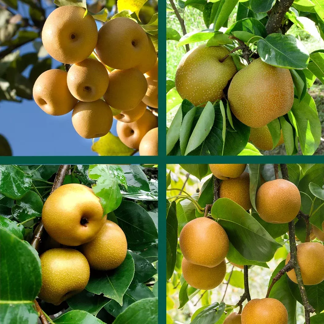 4-in-1-asian-pear-tree 4-in-1 Asian Pear Tree