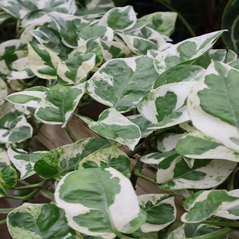 4-pothos-pearls-n-jade 4" POTHOS PEARLS N JADE