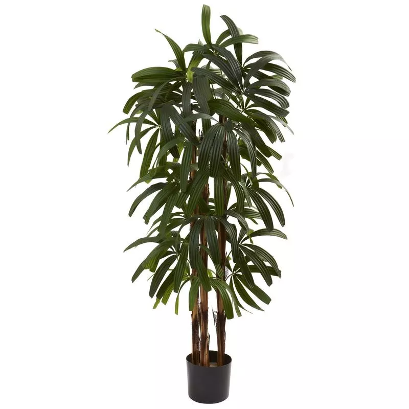 4-raphis-palm-tree 4 Raphis Palm Tree