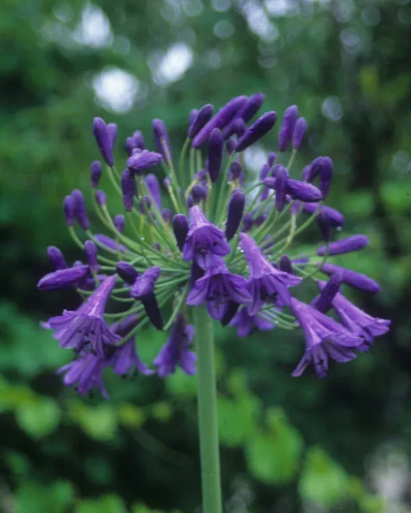 Agapanthus ‘Storm Cloud’