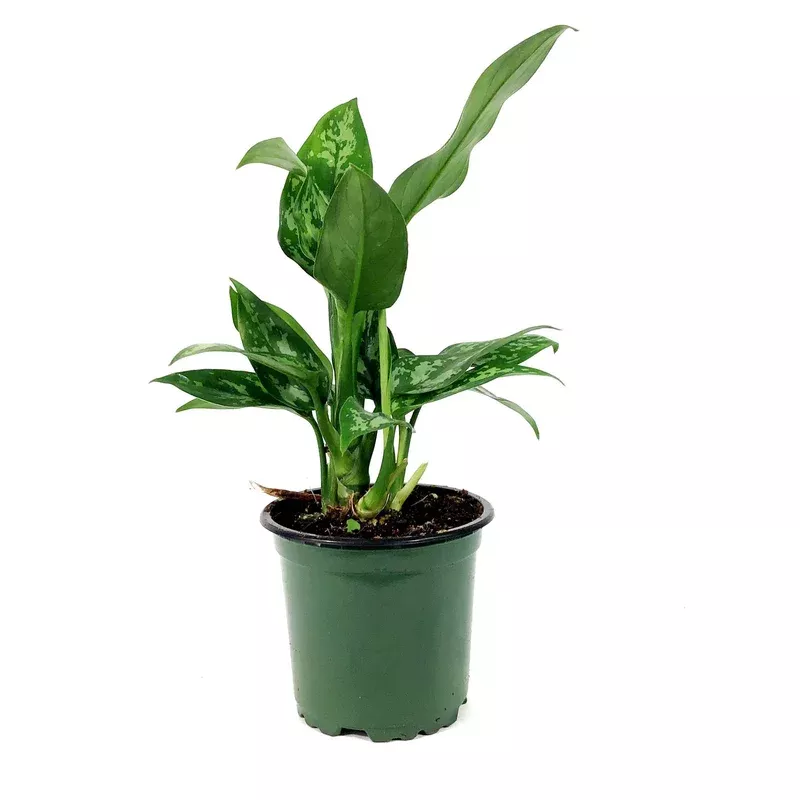 aglaonema-4in-maria Aglaonema 4in Maria