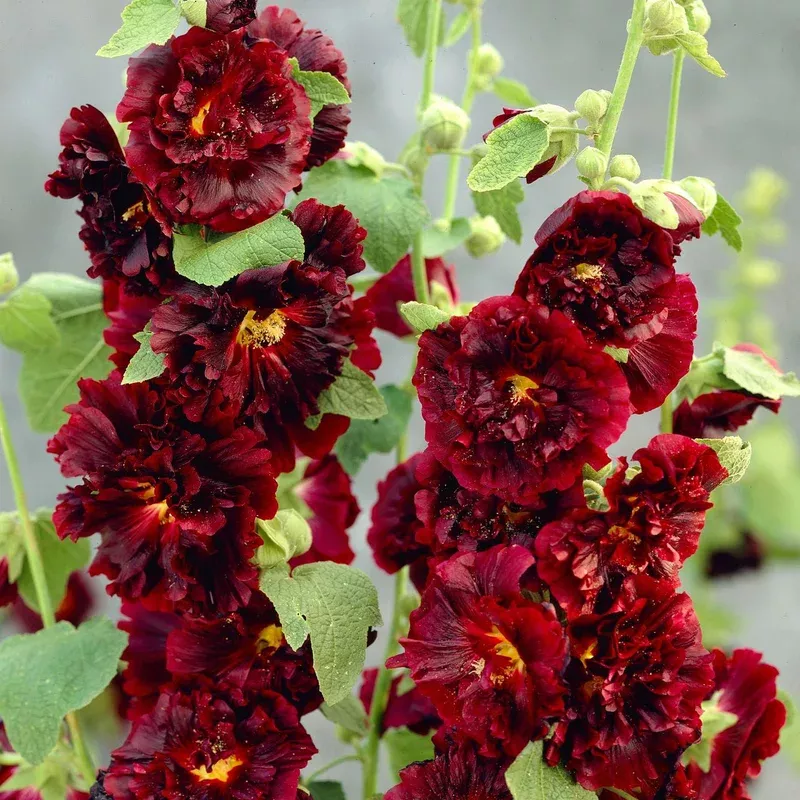 alcea-double-chater-s-maroon Alcea Double Chater’s Maroon