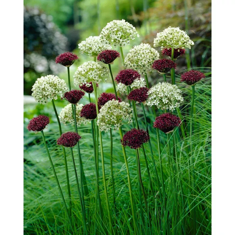allium-collection-abbey-road Allium collection ‘Abbey Road’