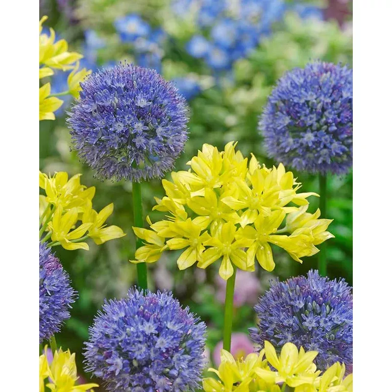 allium-collection-marisol Allium collection ‘Marisol’