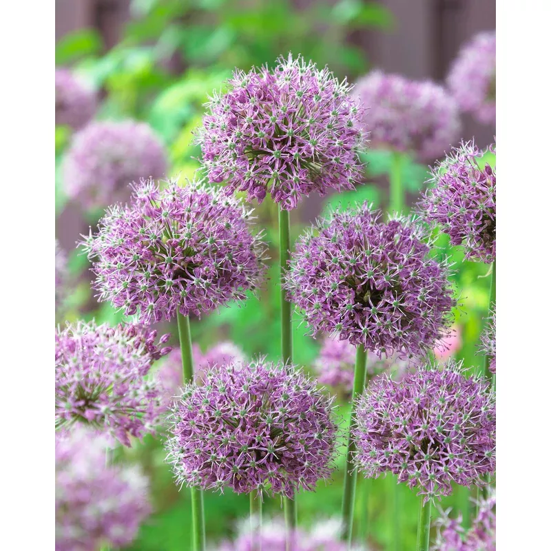 allium-glory-pamir Allium ‘Glory of Pamir’