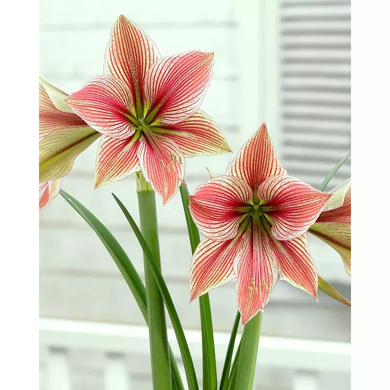 amaryllis-exotic-star Amaryllis ‘Exotic Star’