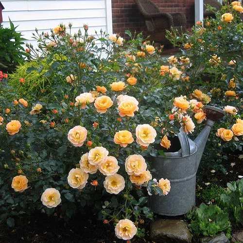 amber-flower-carpet-rose Amber Flower Carpet Rose