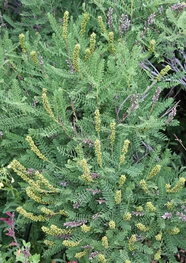 amorpha-nana Amorpha nana