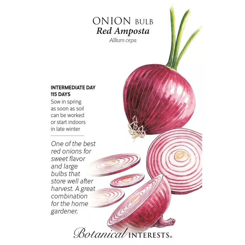 amposta-red-bulb-onion-seeds Amposta Red Bulb Onion Seeds