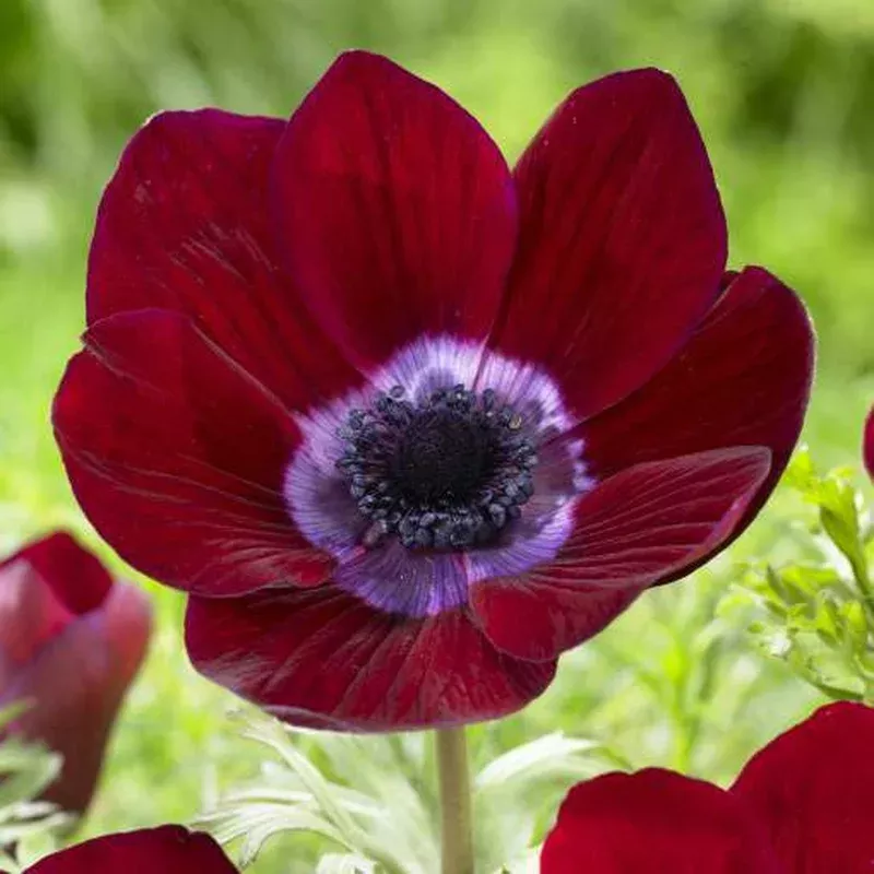 anemone-de-caen-bordeaux-fall Anemone De Caen Bordeaux (Fall)