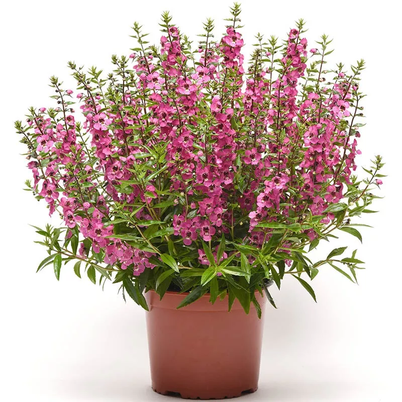 angelonia-serena-rose-f1-seed Angelonia Serena Rose F1 Seed
