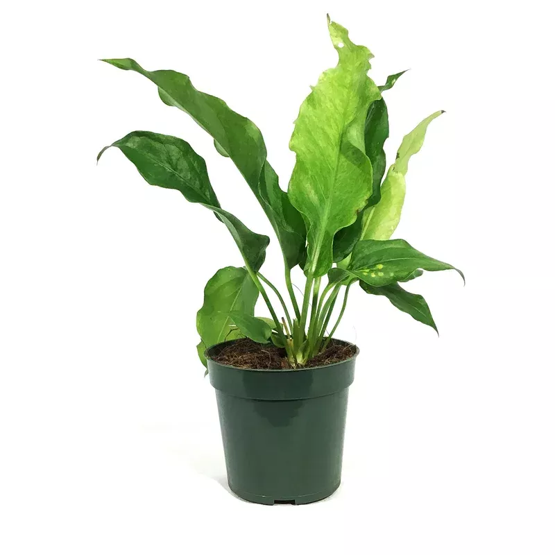 anthurium-4in-hookeri-variegated Anthurium 4in Hookeri Variegated