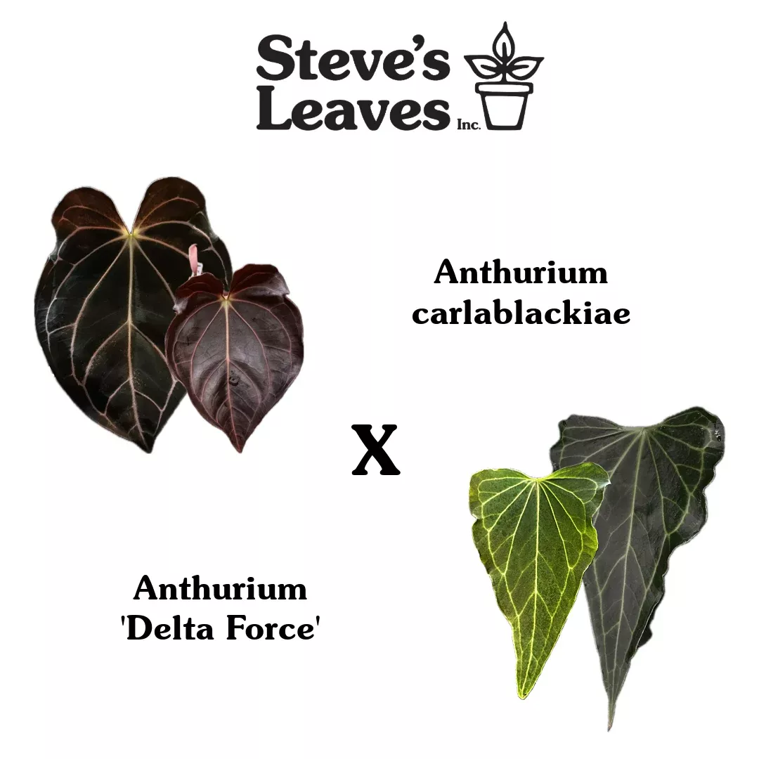 Anthurium carlablackiae x ‘Delta Force’ – One Seed per pack