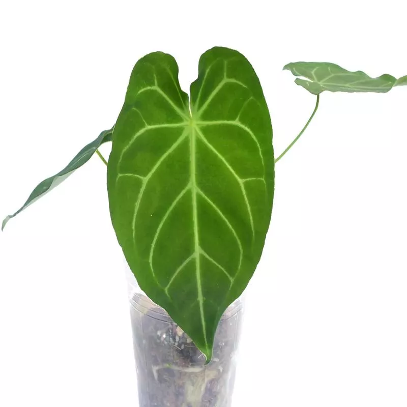 anthurium-nexus Anthurium Nexus
