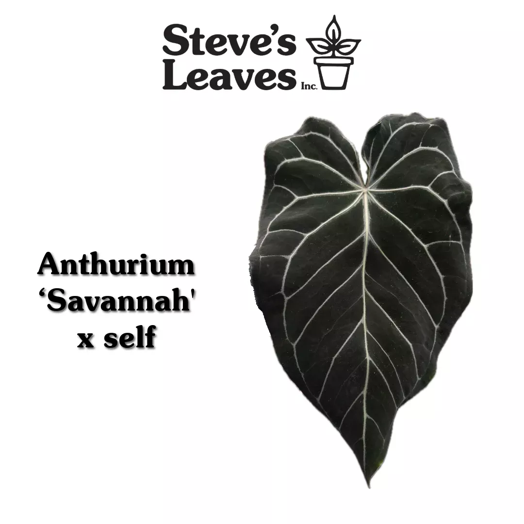 Anthurium ‘Savannah’ x self – Seed Pack