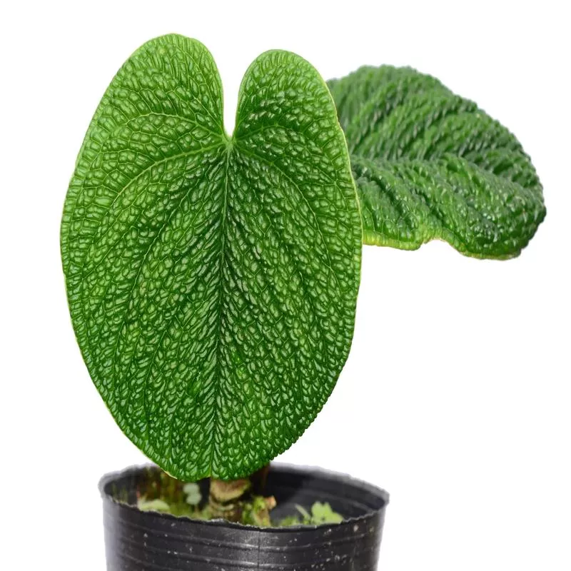 anthurium-splendidum Anthurium splendidum