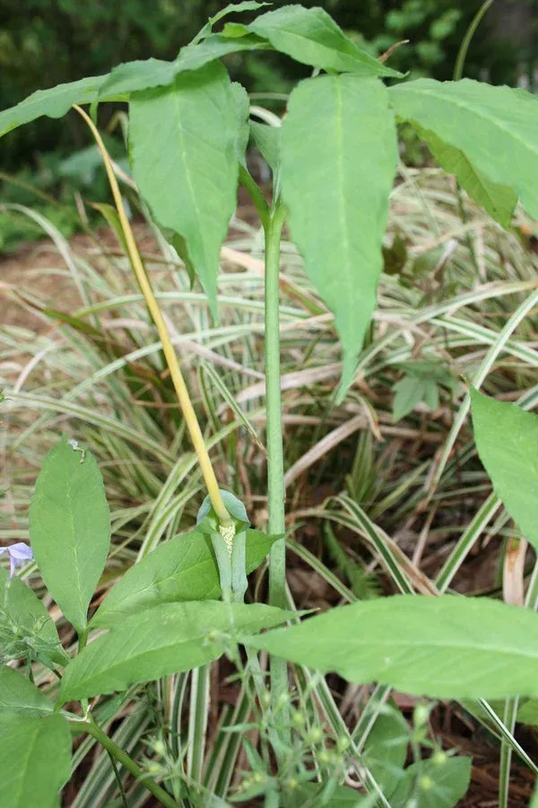 arisaema-dracontium Arisaema dracontium