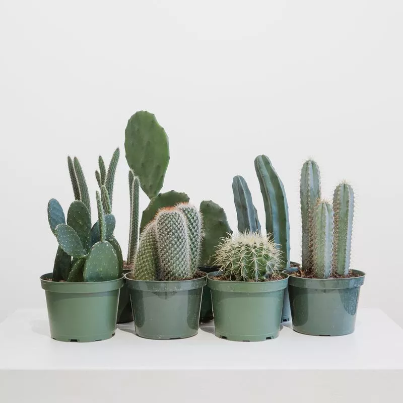 Assorted Cactus: Cactus – 6 inch pot
