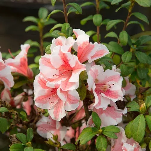 autumn-starburst-encore-azalea Autumn Starburst™ Encore Azalea