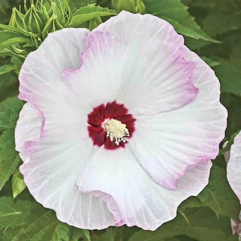 ballet-slippers-hibiscus Ballet Slippers Hibiscus