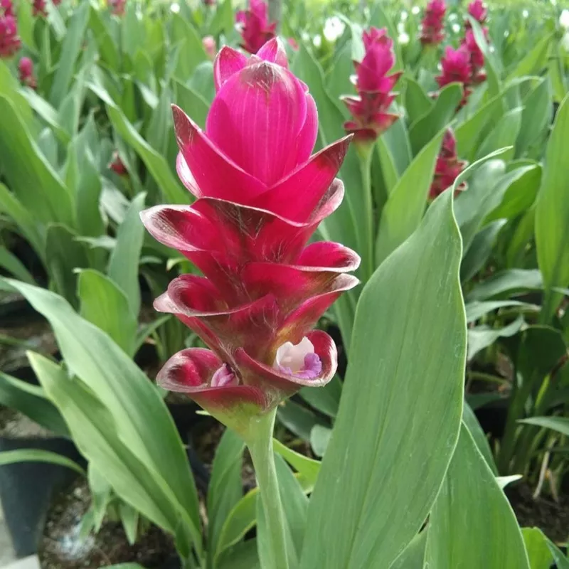 ‘Bangkok Ruby’ Ornamental Turmeric Bulbs