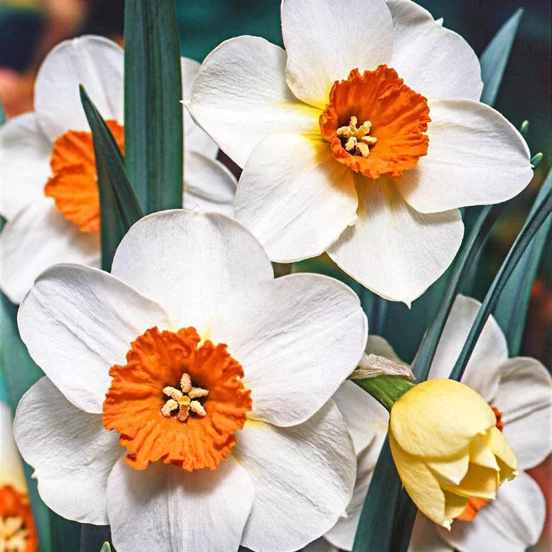 barrett-browning-daffodil Barrett Browning Daffodil