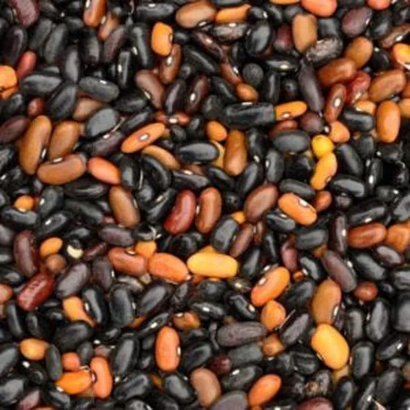 beans-beefy-resiliant-grex Beans Beefy Resiliant Grex