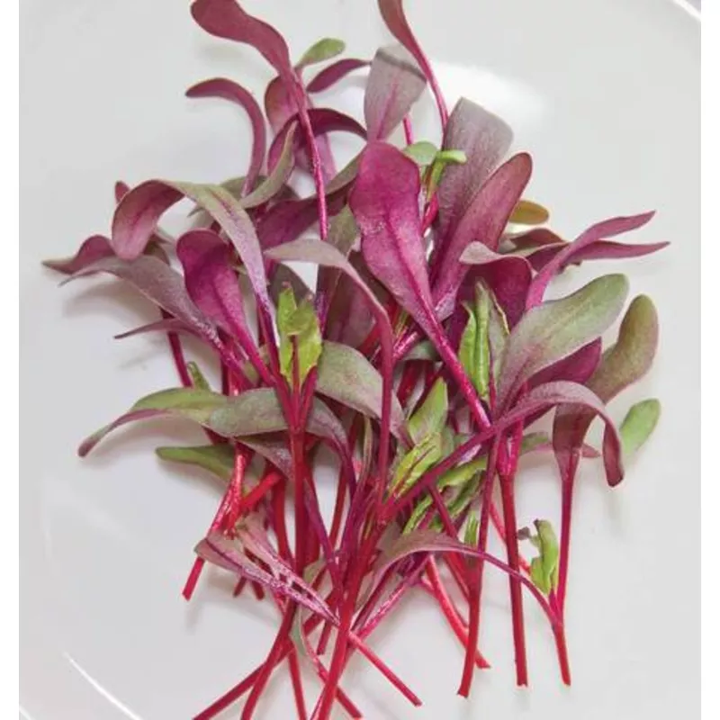 beet-microgreen-sprouts-50-gm Beet Microgreen Sprouts – 50 gm