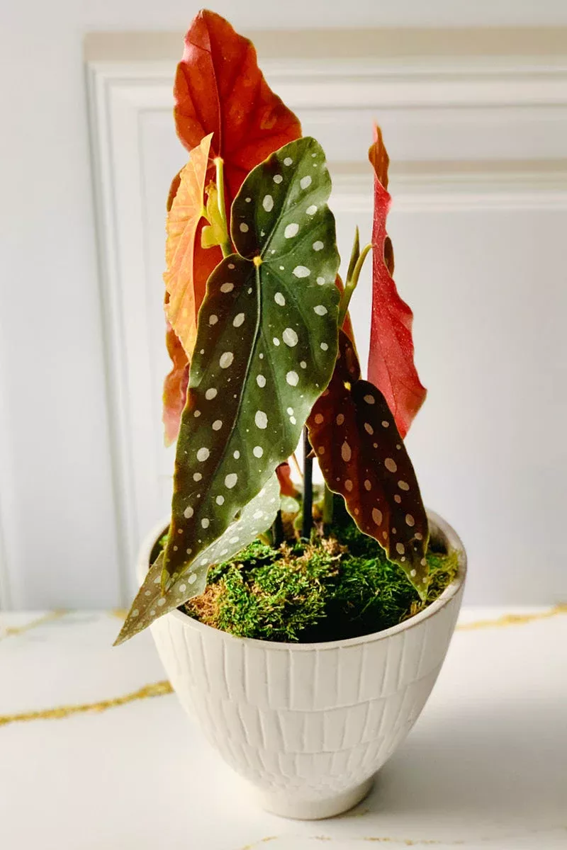 begonia-maculata-6 Begonia, Maculata 6″