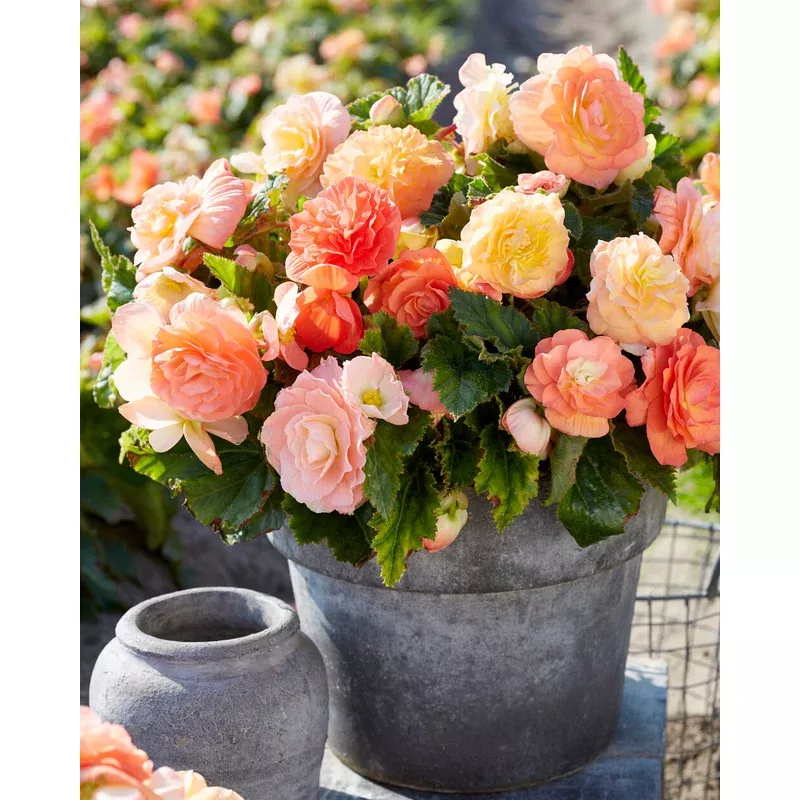 begonia-pastel-compacta Begonia ‘Pastel Compacta’