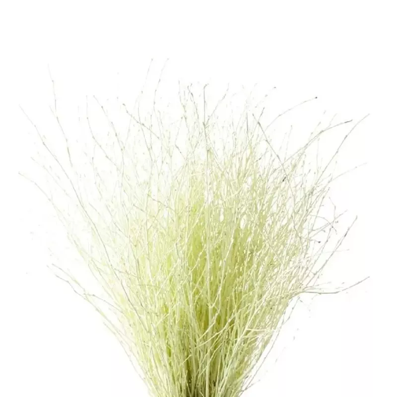 Betula Pendula Cream – 20 Bunches