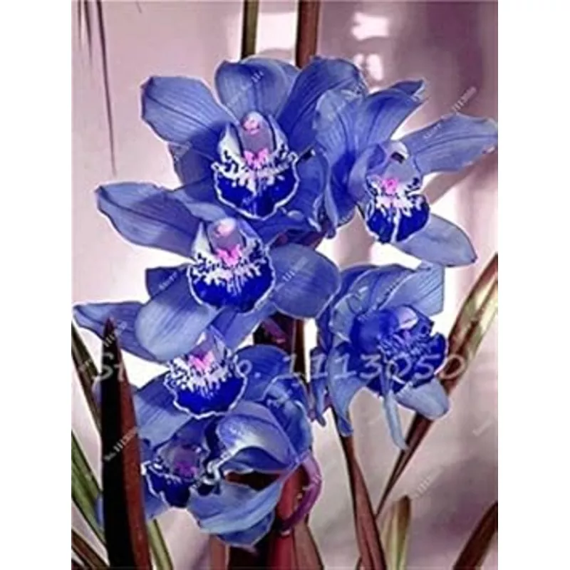 Blue Cymbidium Flower Planting Organic Heirloom Non Gmo Flower Seeds Home Garden Planting,