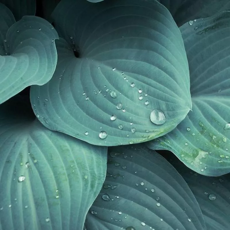 ‘Blue Mouse Ears’ Hosta