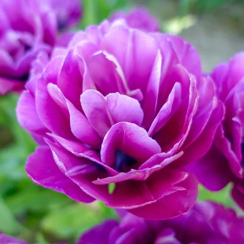 blue-spectacle-tulip Blue Spectacle Tulip