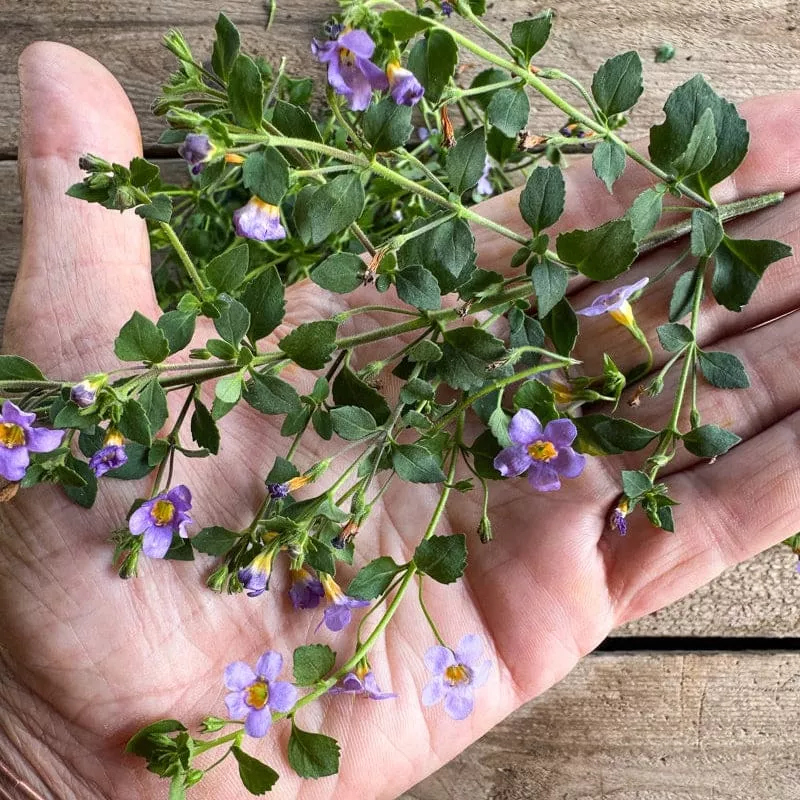 blutopia-bacopa Blutopia Bacopa