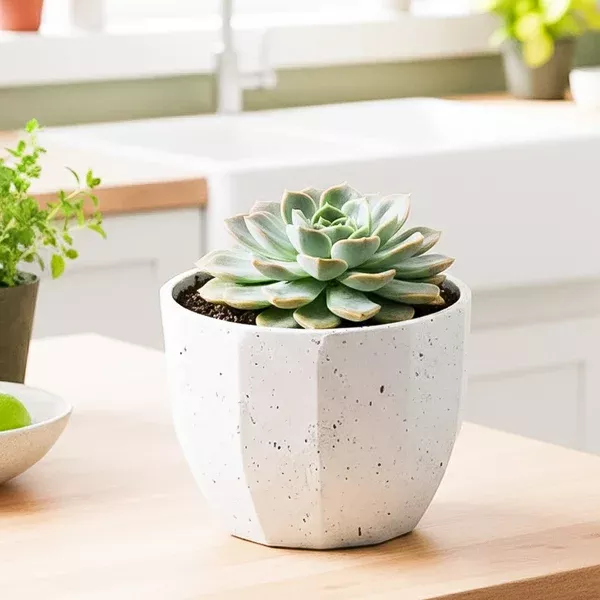 Bona Pot