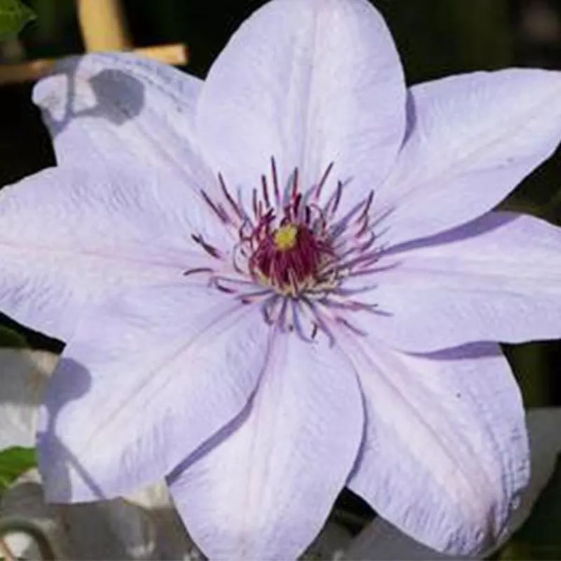 Boulevard Bernadine Clematis