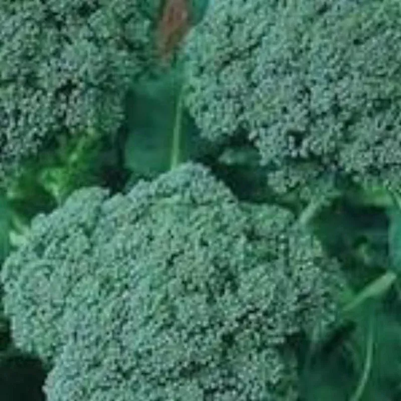 broccoli-di-ciccio Broccoli Di Ciccio