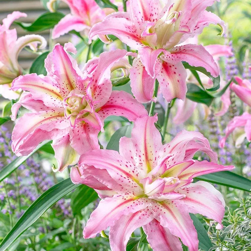 broken-heart-lily Broken Heart Lily