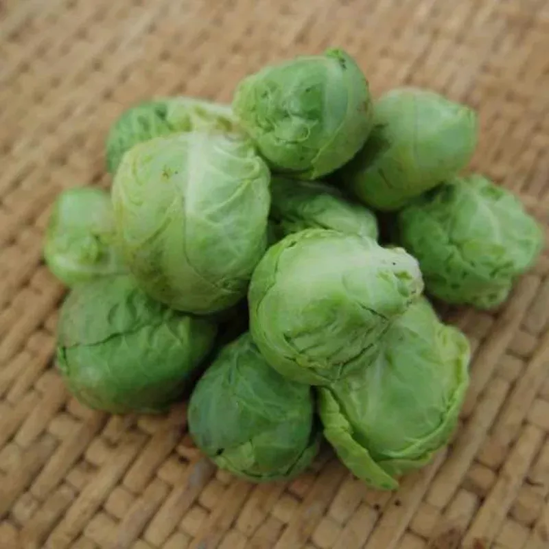 Brussels Sprouts Darkmar 21