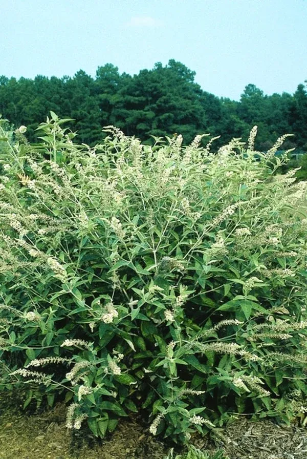 buddleia-fallowiana-alba Buddleia fallowiana ‘Alba’
