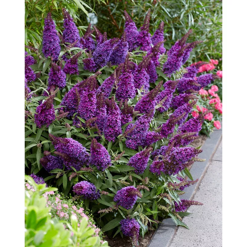buddleja-little-purple Buddleja ‘Little Purple’