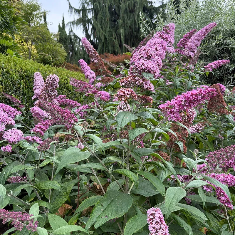 Buddleja ‘Pink Delight’