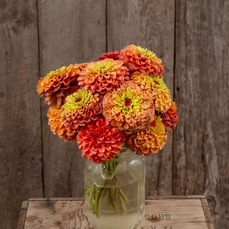 Bulk Zinnia Seeds (Organic) – Queeny Lime Orange