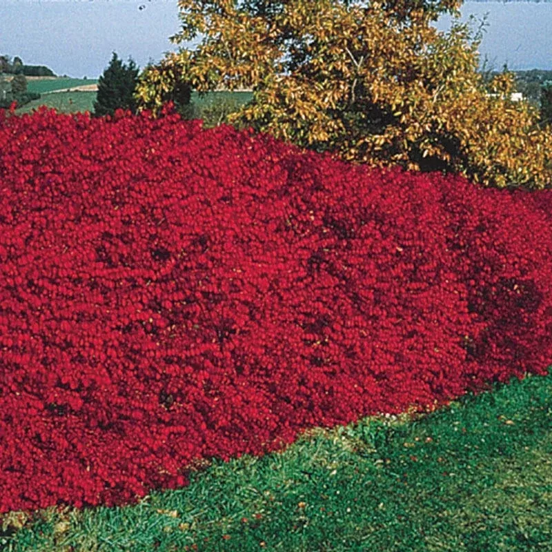 burning-bush-hedge Burning Bush Hedge