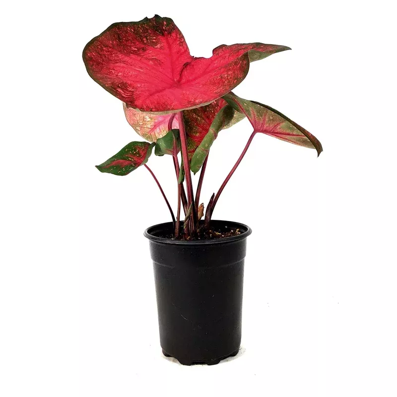 caladium-5in-party-punch Caladium 5in Party Punch