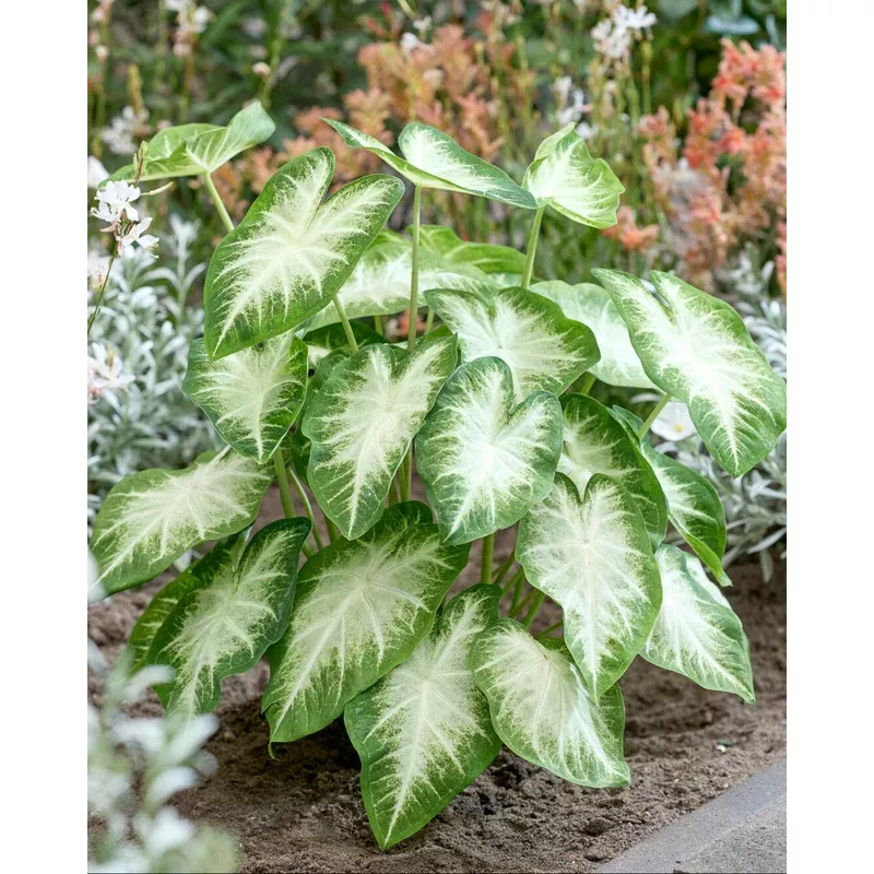 caladium-aaron Caladium ‘Aaron’