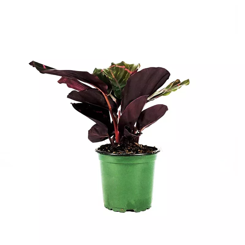 calathea-4in-dottie Calathea 4in Dottie