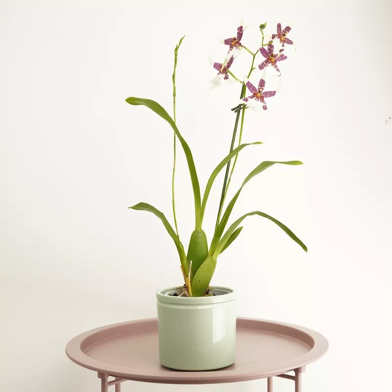 cambria-orchid-melody Cambria Orchid | Melody